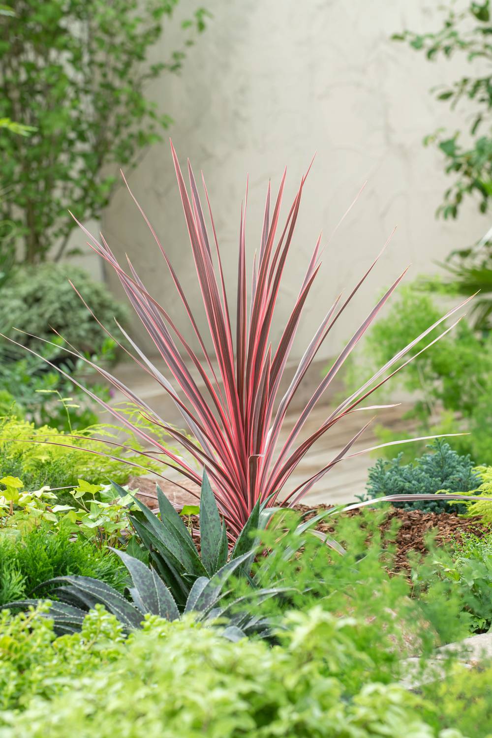 CORDYLINE australis 'Charlie Boy' 60/80 C4L-RC