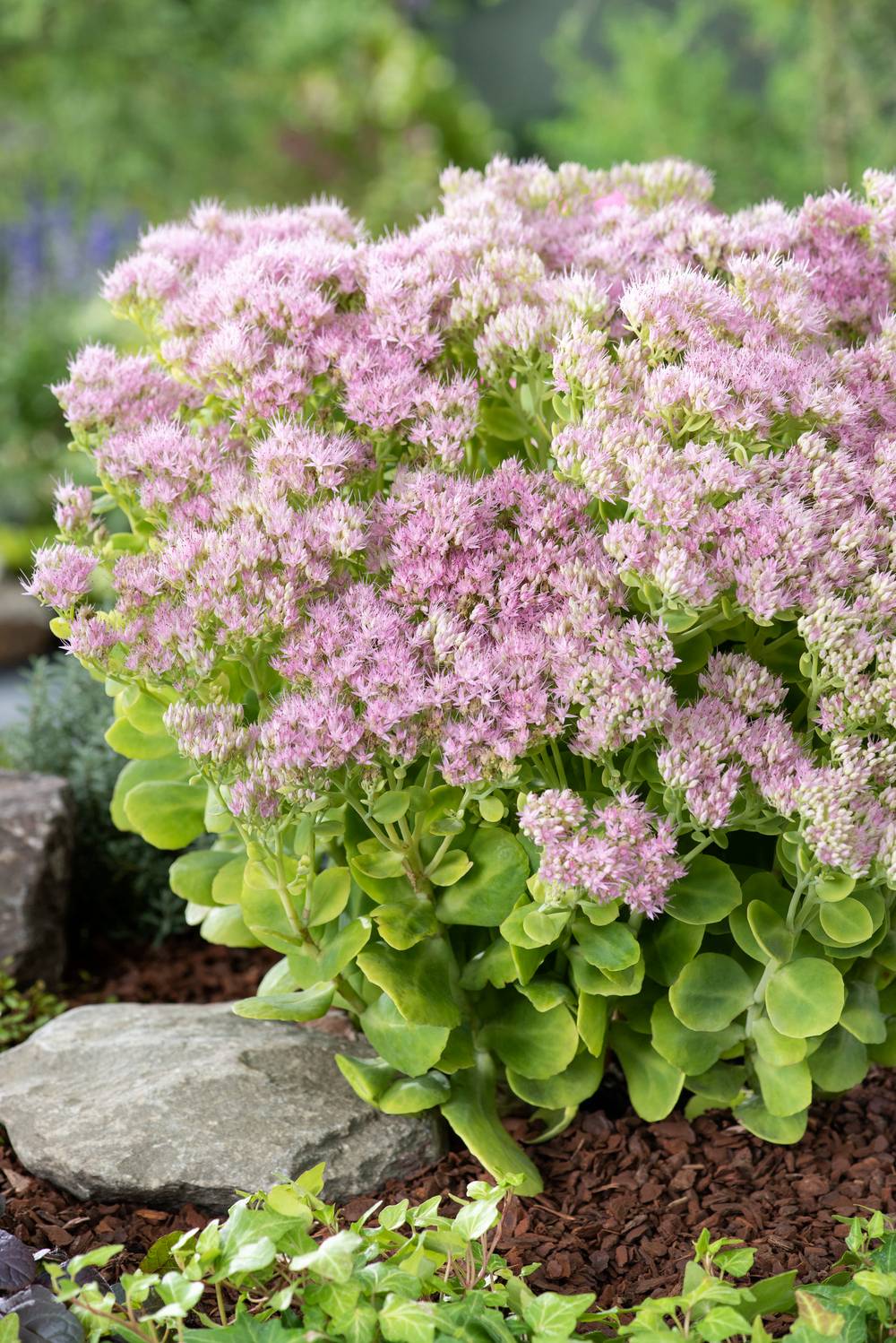 Ecloz - Sedum spectabile 'Brilliant'
