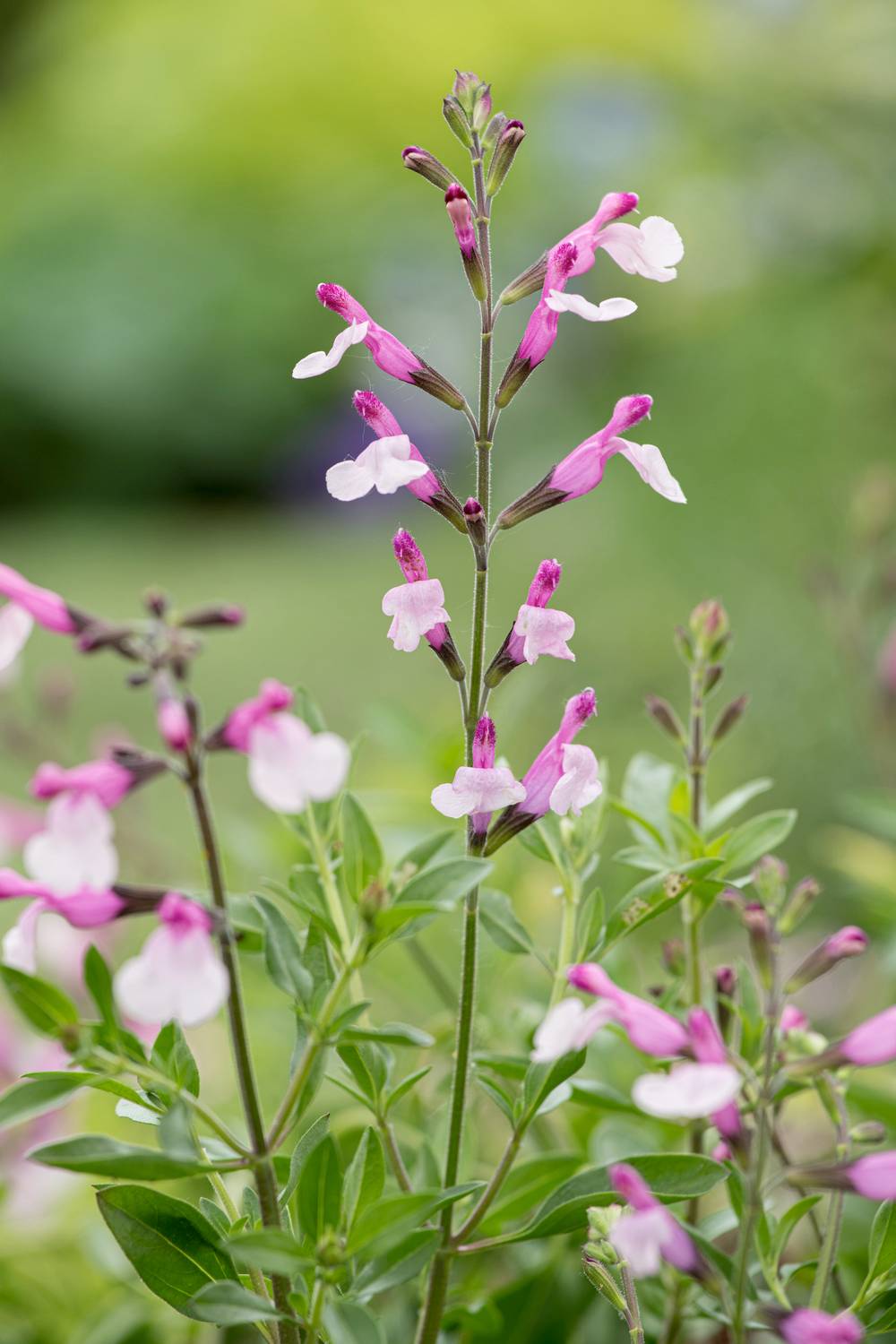 Ecloz - Salvia greggii 'Dyson's Joy' - ECLOZ - Sauge arbustive