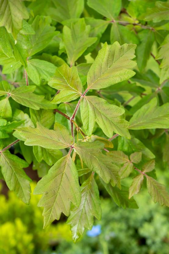 Acer griseum - Érable à écorce de papier