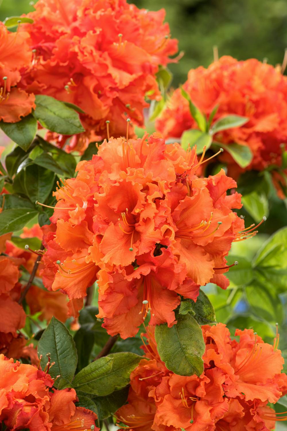 Azalea mollis 'Gibraltar' - Azalée de Chine