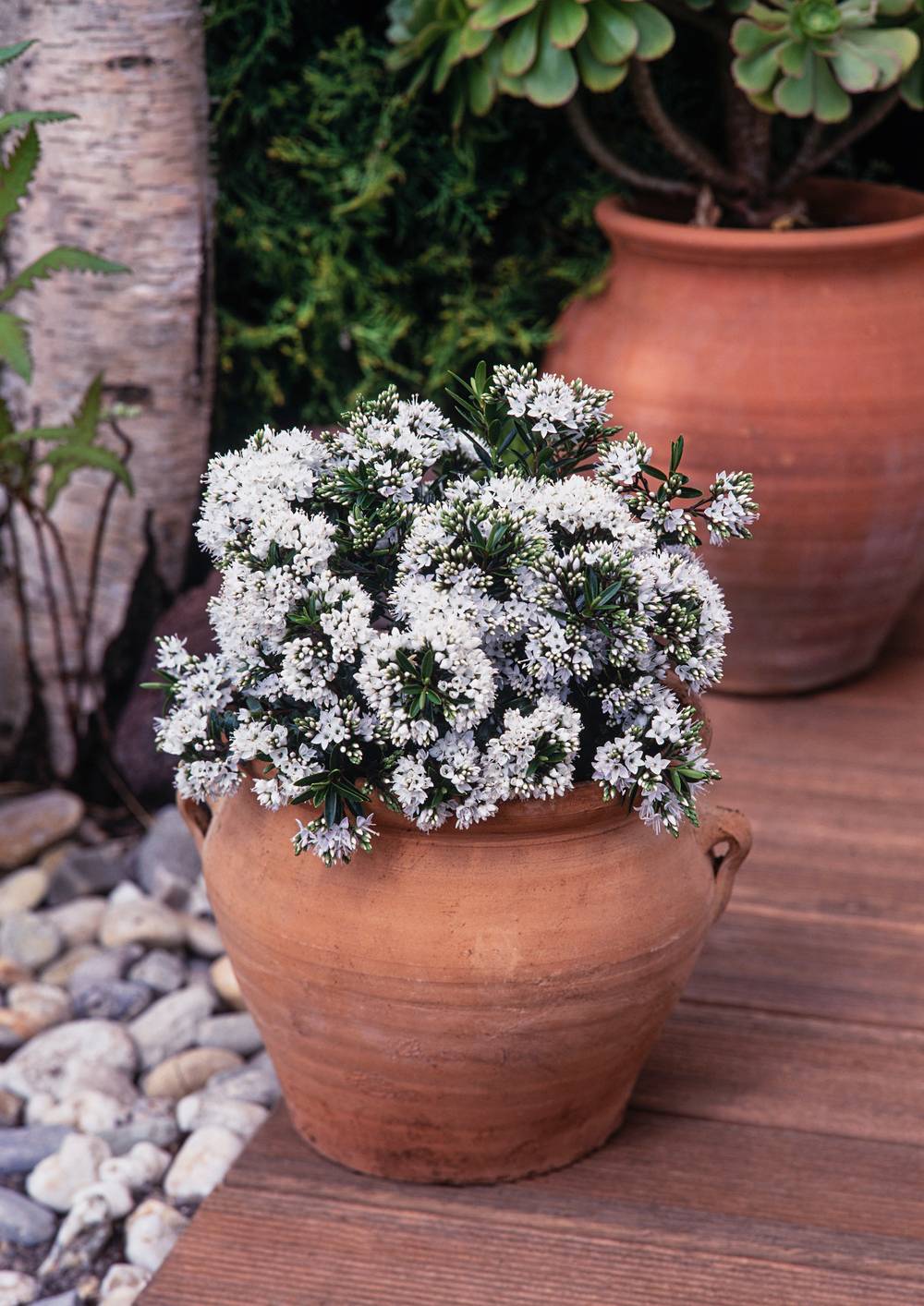 Hebe diosmifolia - Véronique arbustive