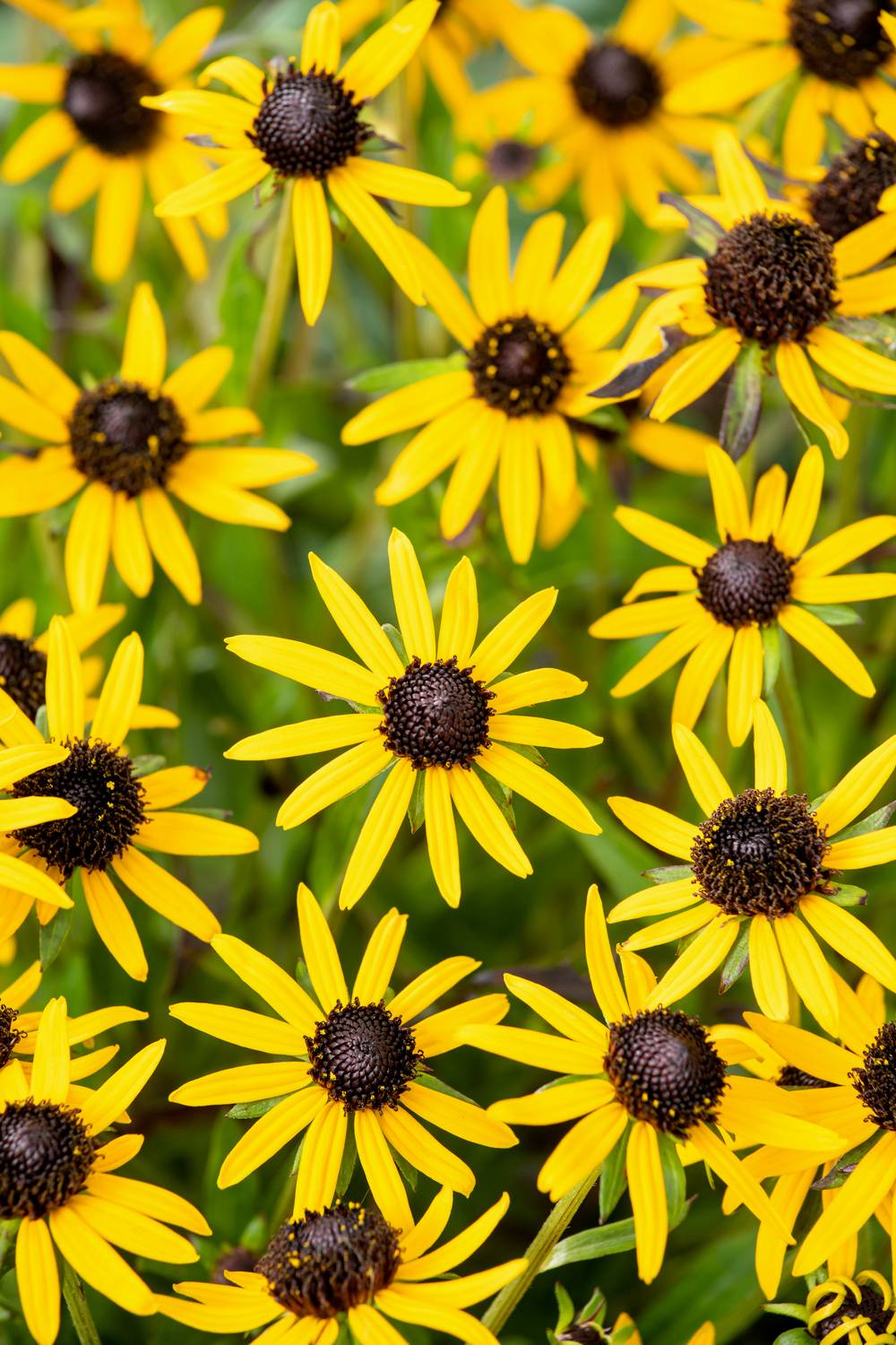 Ecloz - Rudbeckia fulgida 'Little Goldstar' - ECLOZ