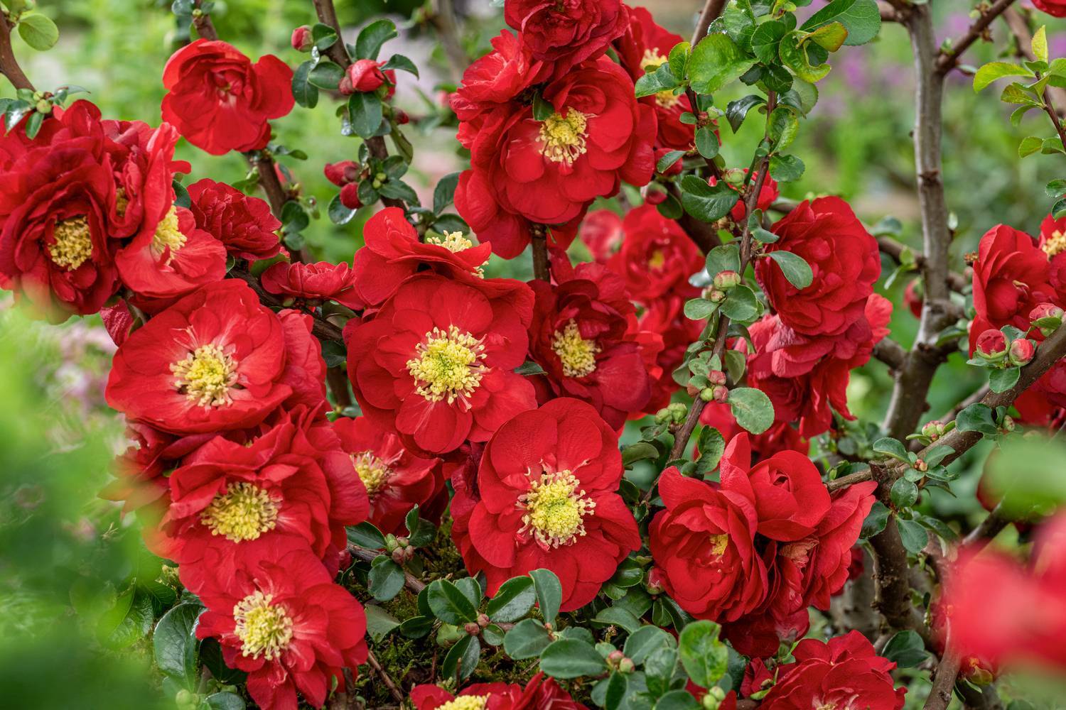 CHAENOMELES 'Scarlet Storm' 40/60 C5L