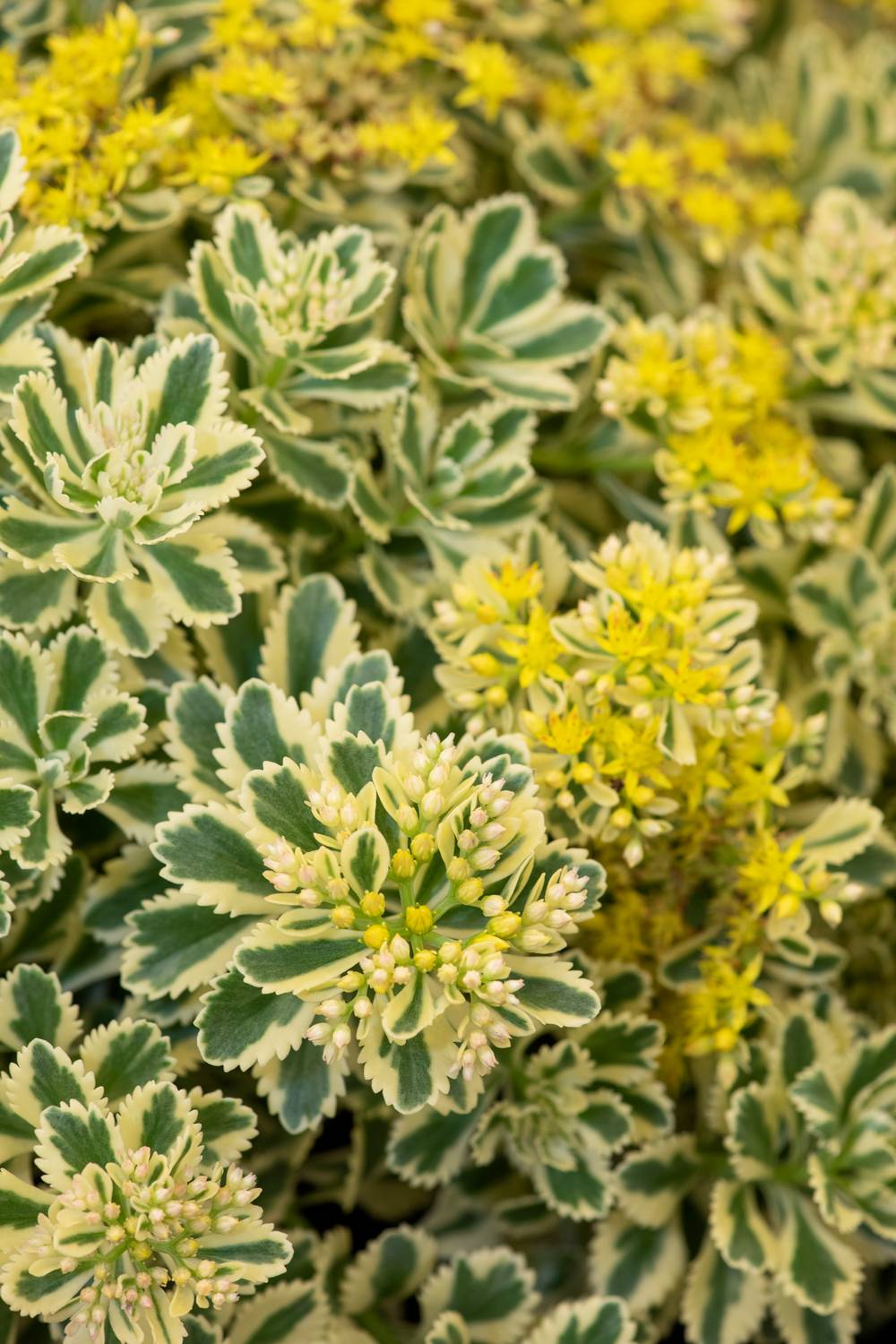 Ecloz - Sedum takesimense 'Atlantis' - Théma: les écol'eau - ECLOZ