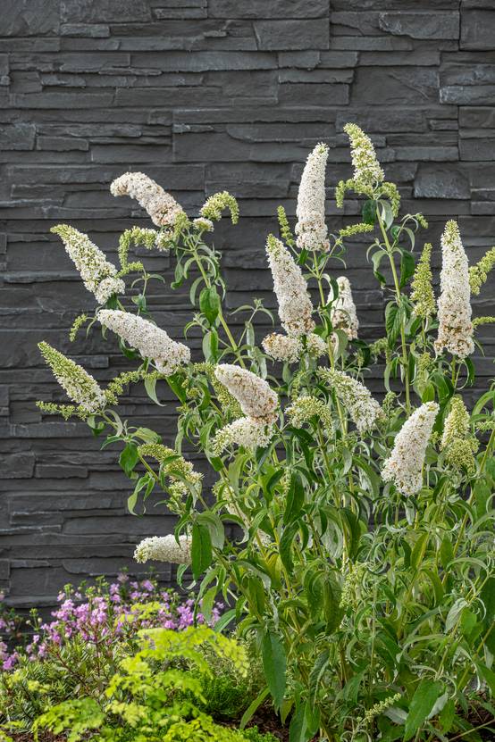 Buddleja davidii 'Buzz Ivory' - Arbre aux papillons