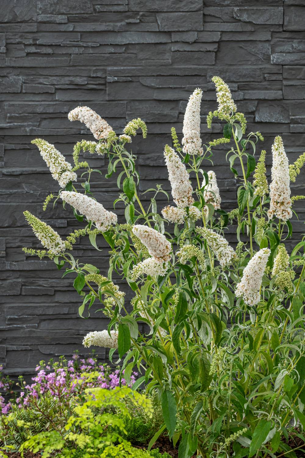 Buddleja davidii 'Buzz Ivory' - Arbre aux papillons