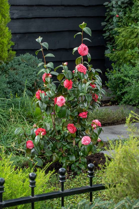 Camellia japonica 'Volunteer' - Camélia du Japon