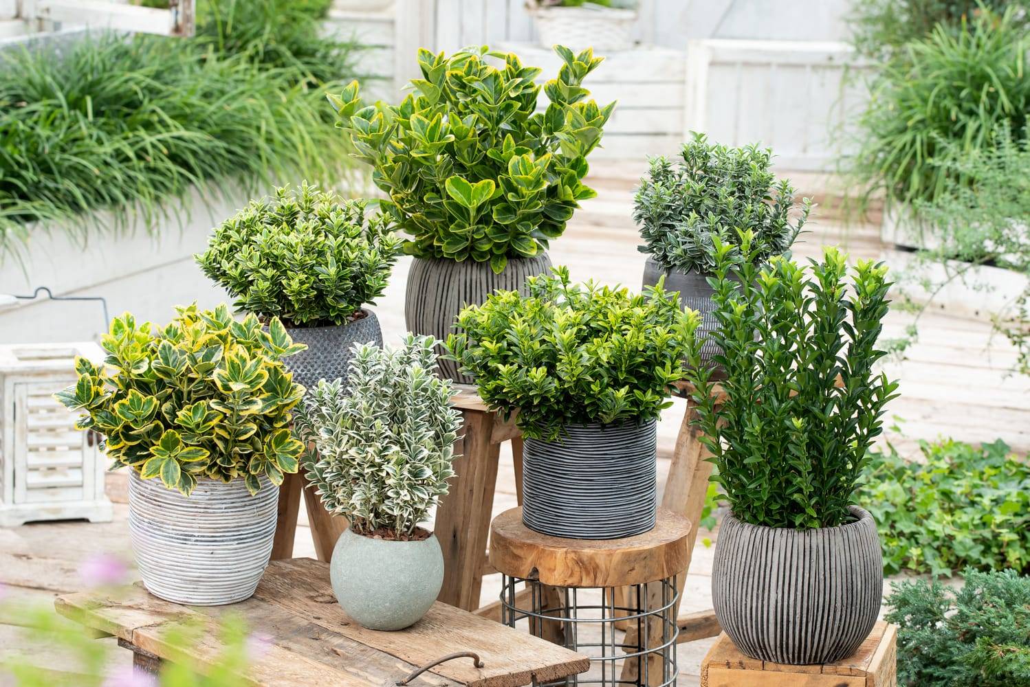 Euonymus japonicus 'Extase' - Fusain du Japon