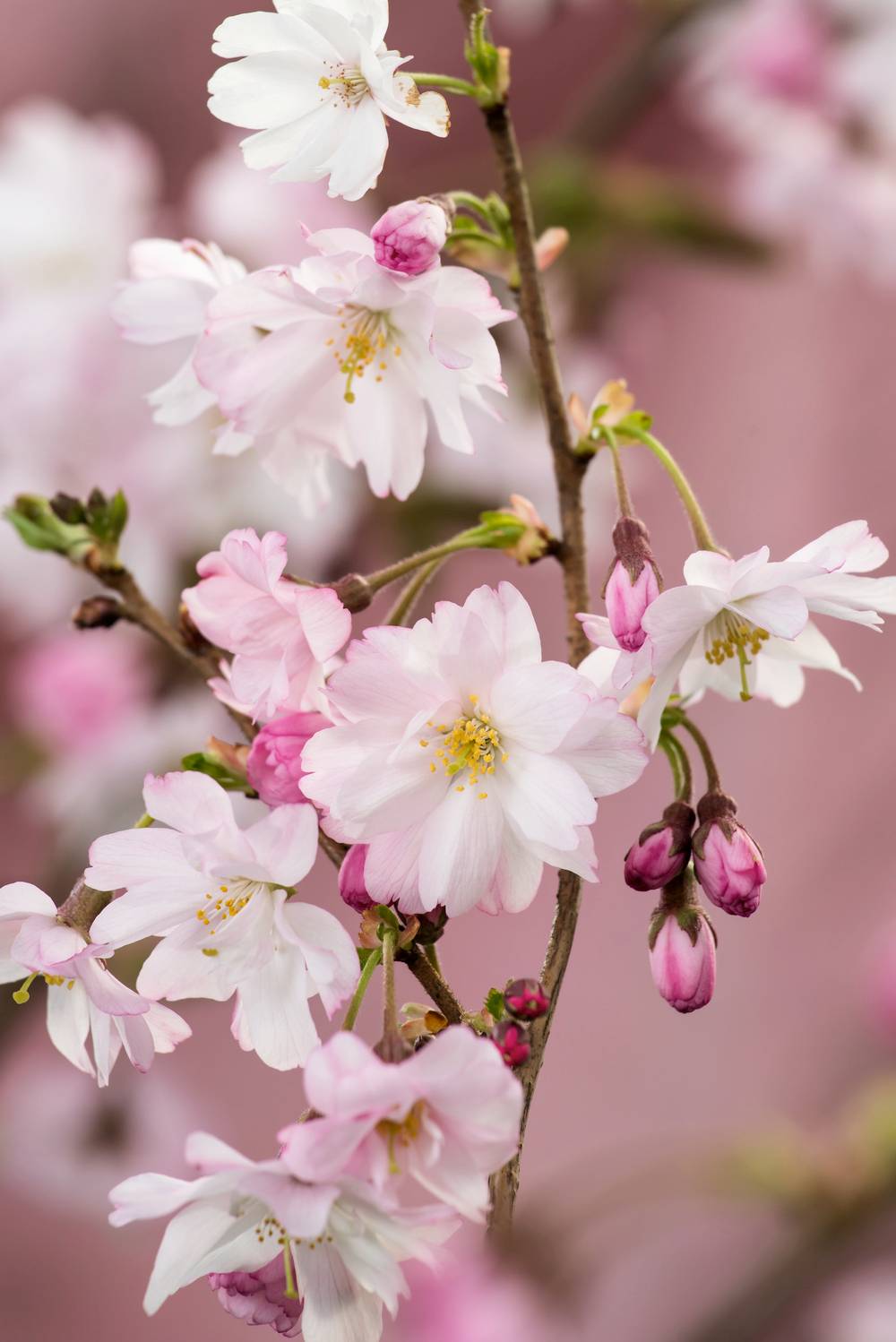 Prunus subhirtella 'Autumnalis Rosea' - Cerisier à fleurs d'hiver