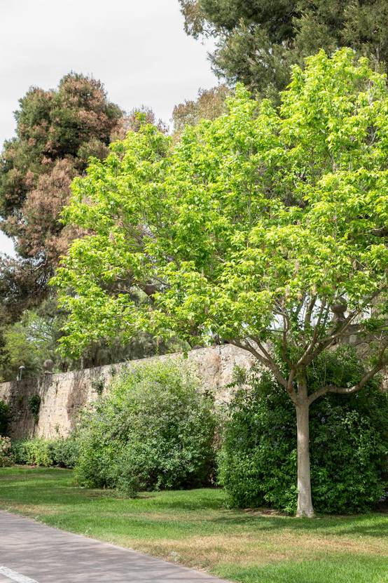 Acer negundo - Érable à feuilles de frêne