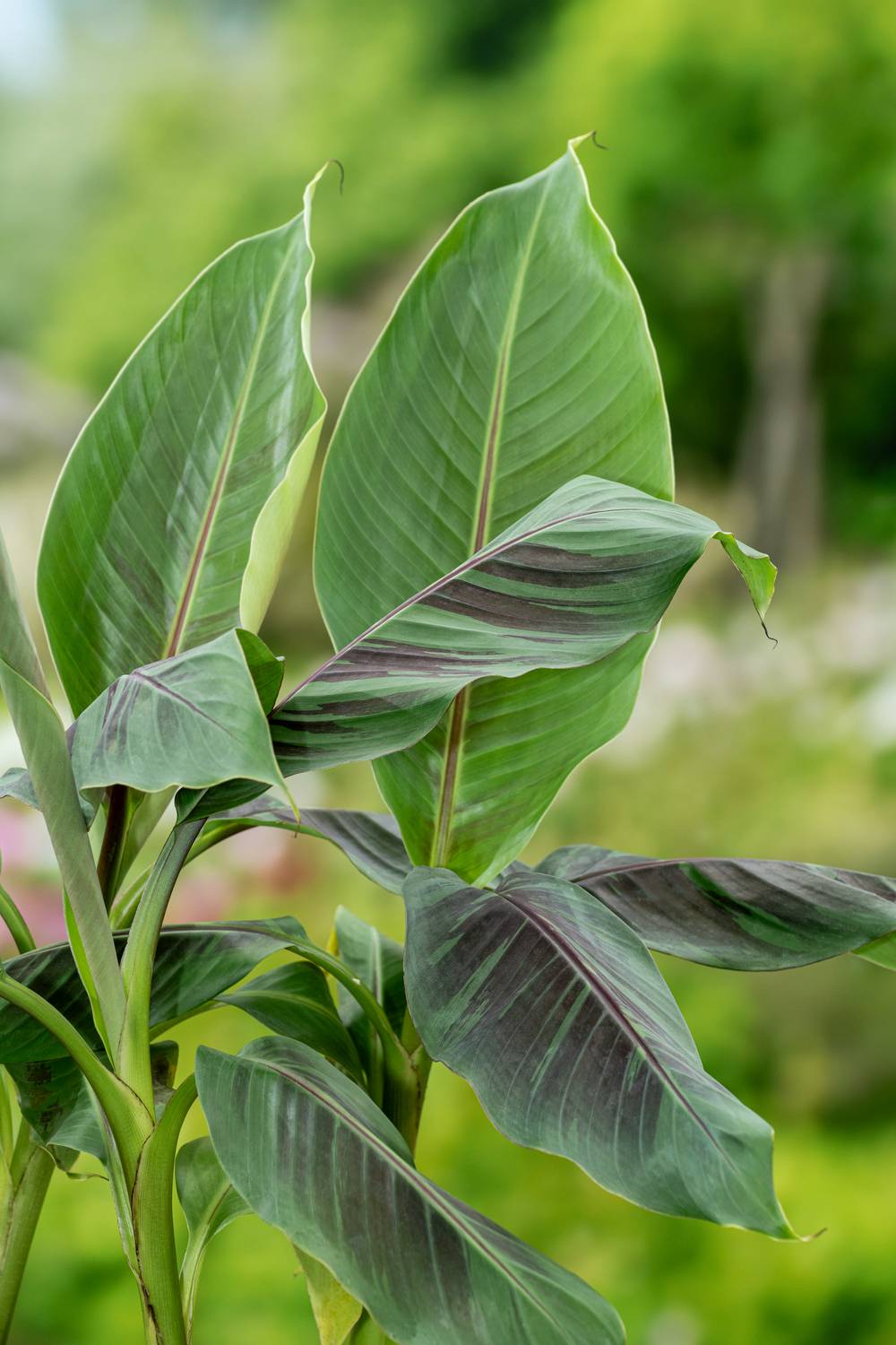 Musa sikkimensis 'Red Tiger' - Bananier du Sikkim
