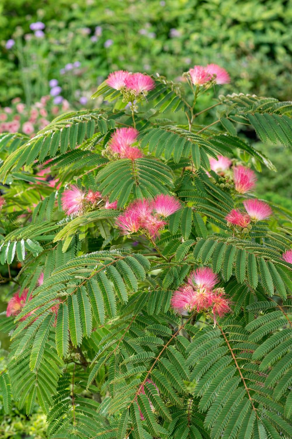 Albizia julibrissin 'Evy's Pride'Arbre à soie