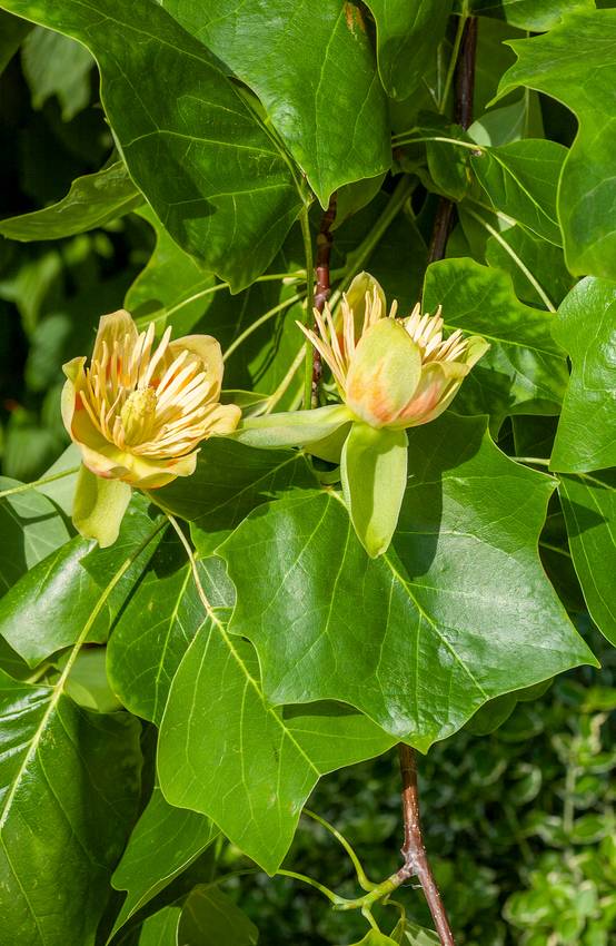 Liriodendron tulipifera - Tulipier de Virginie