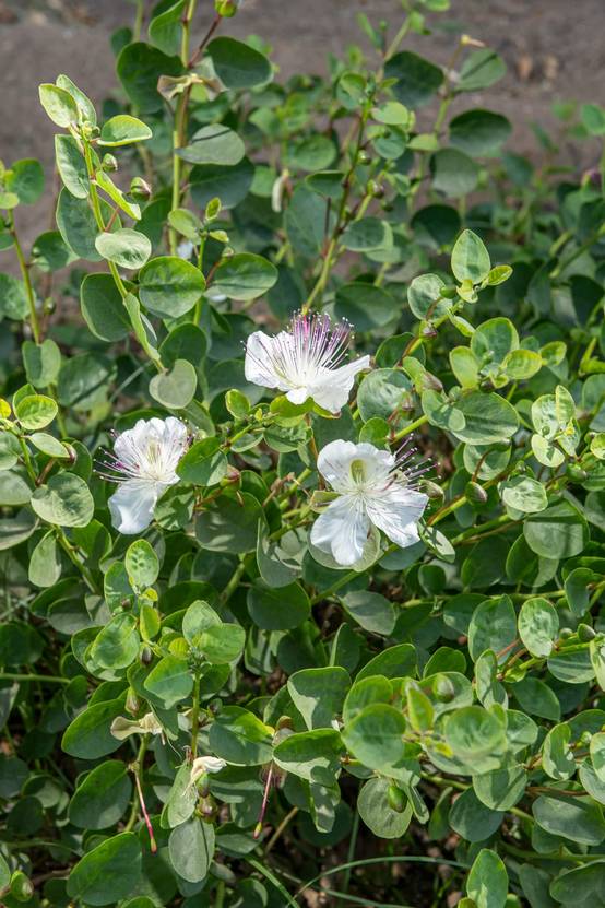 Desfontainia spinosa - Faux-houx du Chili