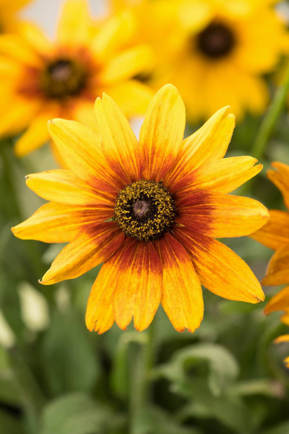 Rudbeckia 'Summerina Orange'