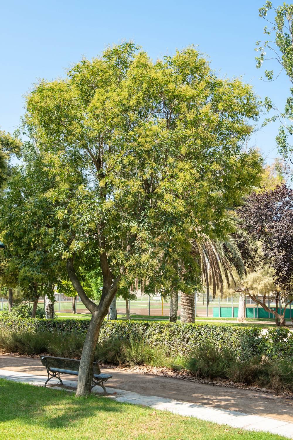 Ligustrum japonicum - Troène
