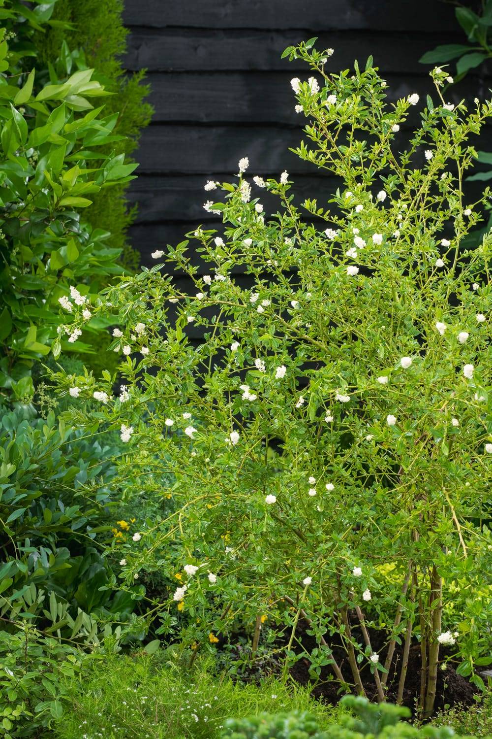 Ceanothus thyrsiflorus 'Millerton Point' - Céanothe (Lilas de Californie)