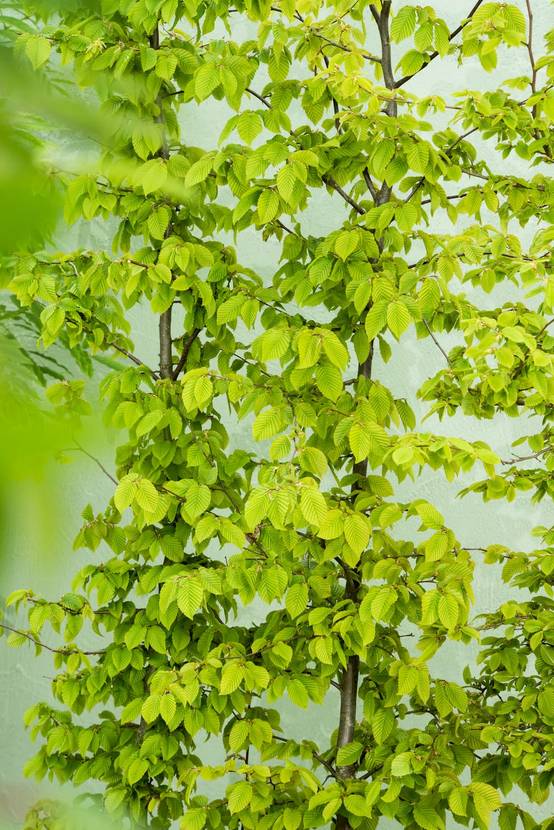 Carpinus betulus - Charme commun