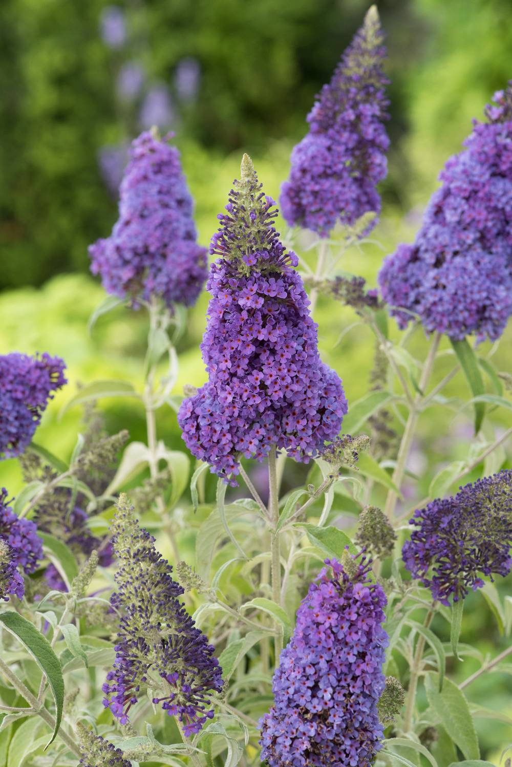 Buddleja davidii 'Buzz Sky Blue' - Arbre aux papillons