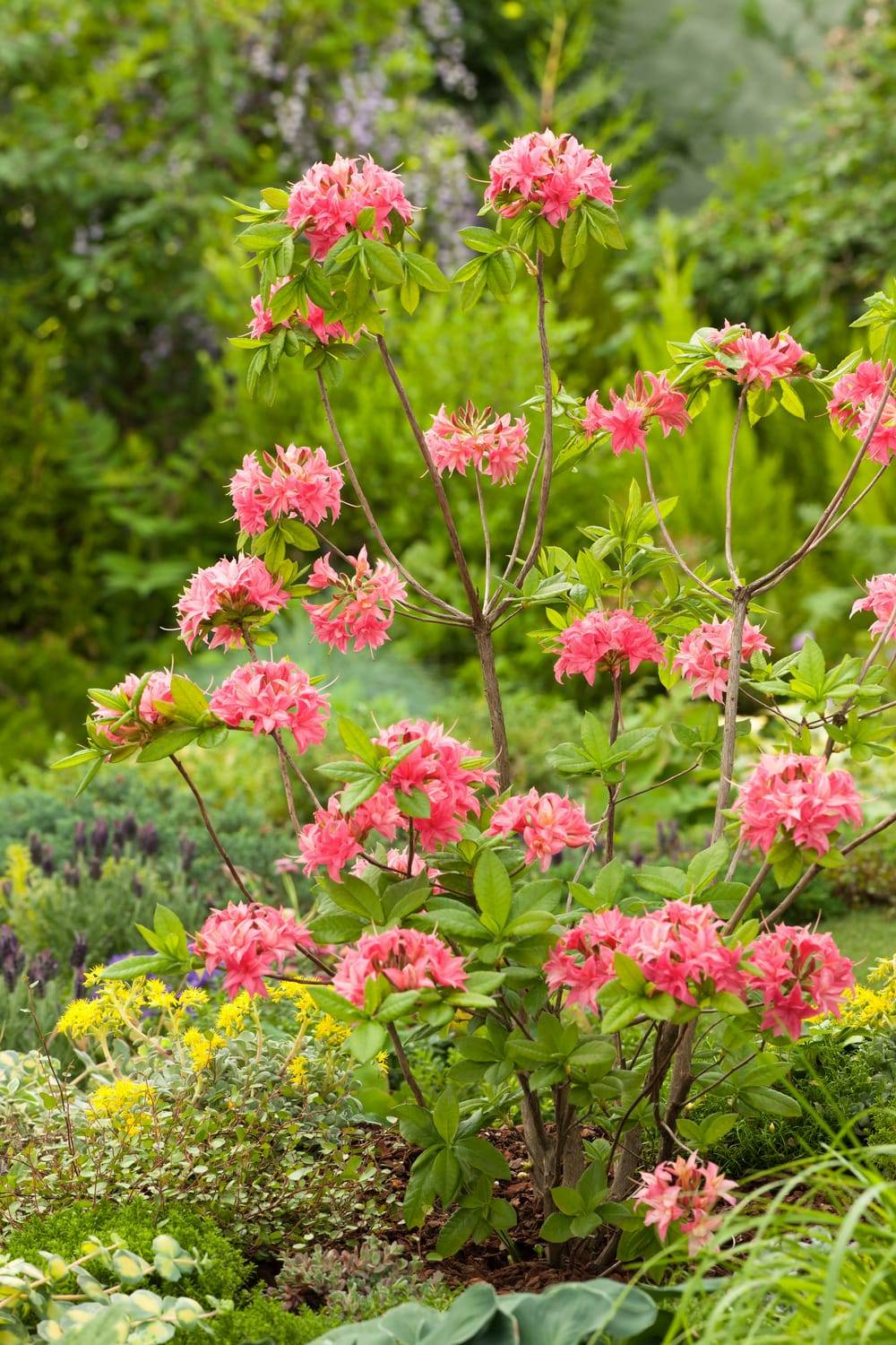 Azalea mollis 'Homebush' - Azalée de Chine