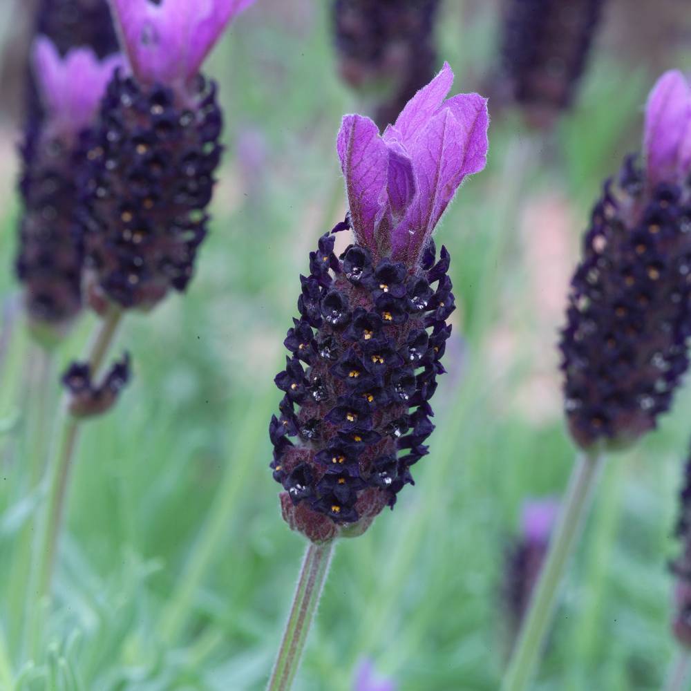 Lavandula stoechas 'Pedunculata' - Lavande papillon