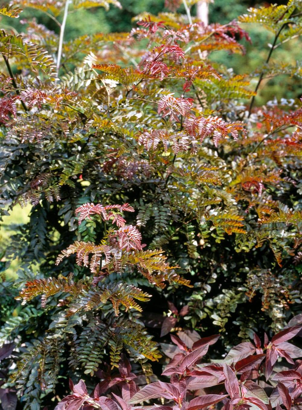 Gleditsia triacanthos 'Ruby Lace' - Févier d'Amérique