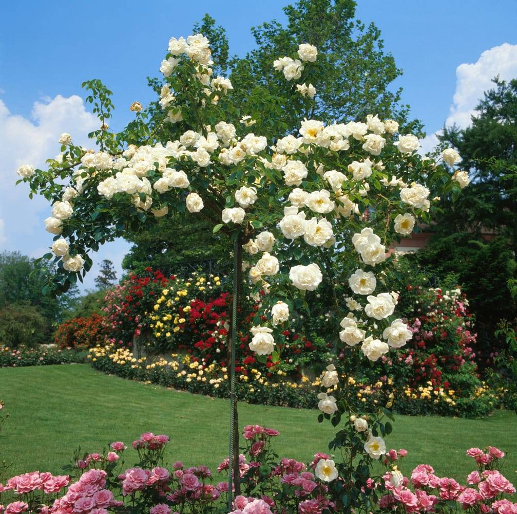 Rosier tige liane 'Alberic Barbier'