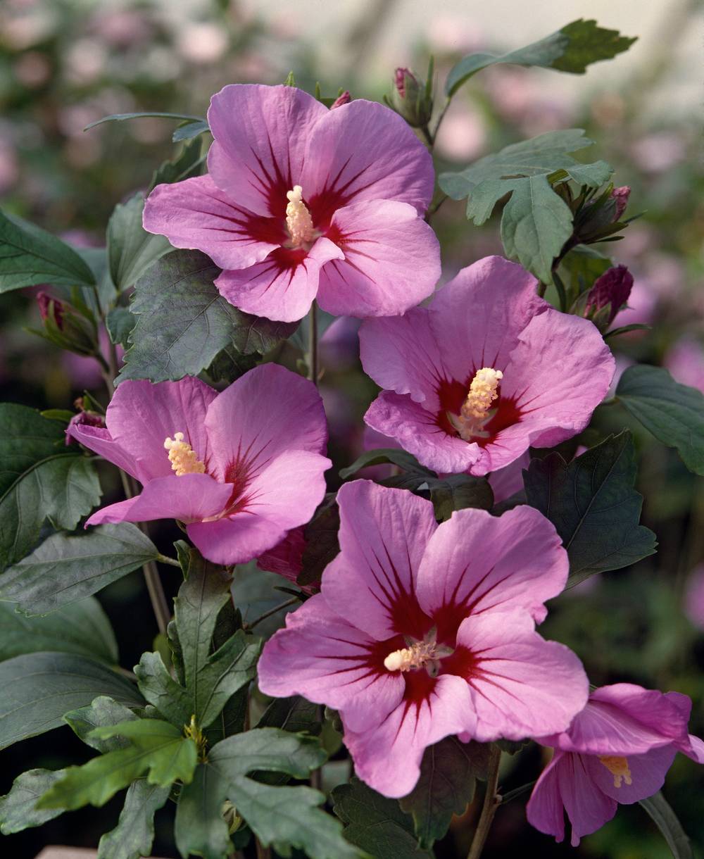 Hibiscus syriacus 'Pink Flirt' - Hibiscus de jardin
