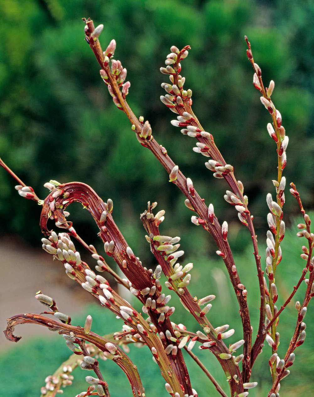 Salix udensis 'Sekka' - Saule des pagodes