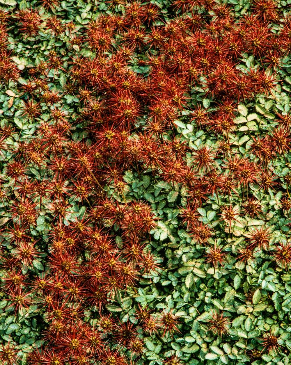 Acaena magellanica - Lampourde