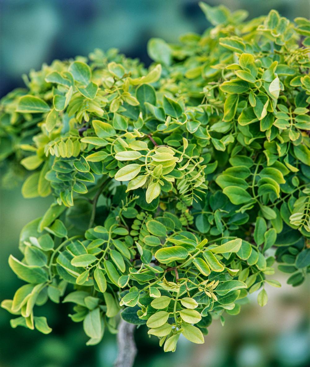 Robinia pseudoacacia 'Twisty Baby' - Robinier faux-acacia