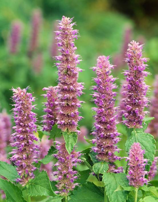 Agastache 'Globetrotter'