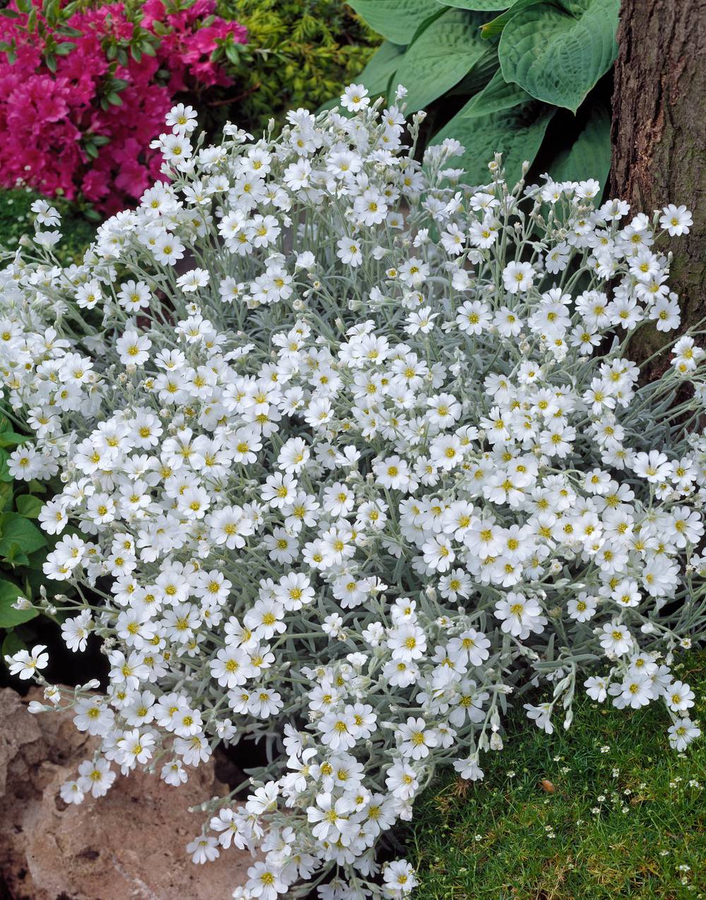 Cerastium tomentosum 'Silberteppich' - Ceraistre feutré