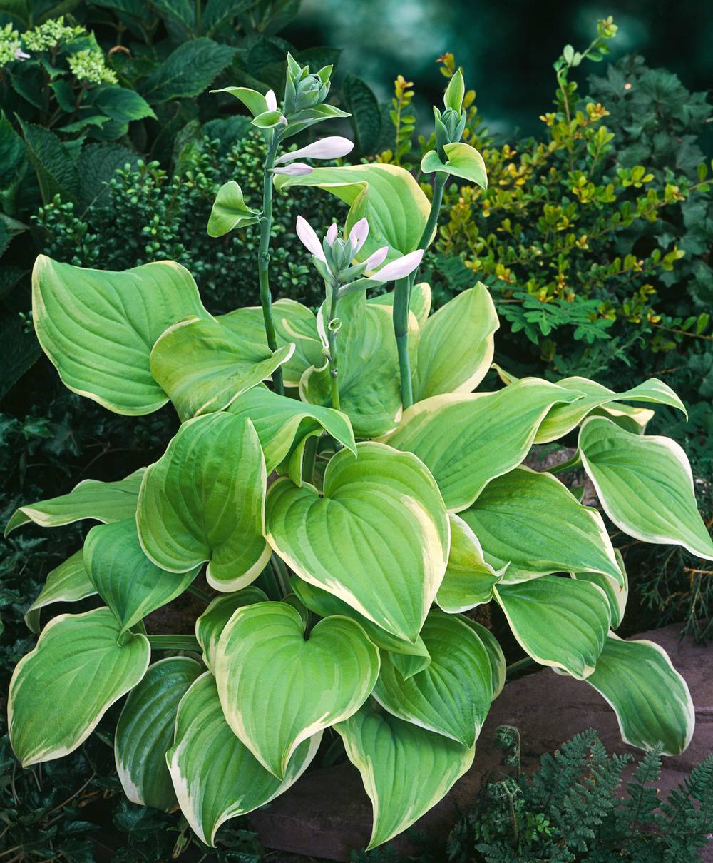 Hosta 'Fragrant Bouquet'