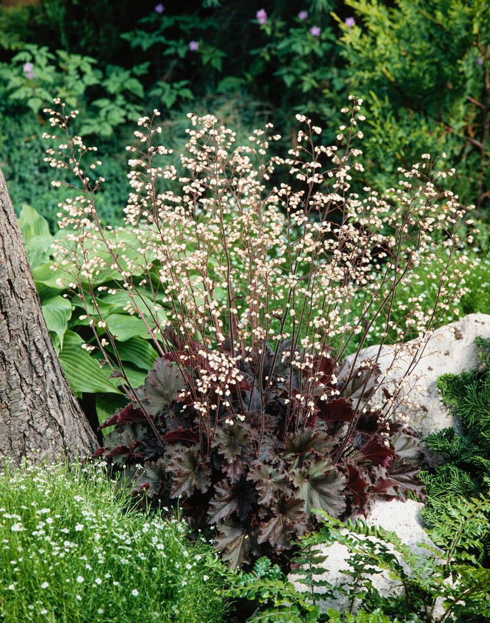 Weigela 'Ebony And Ivory'®