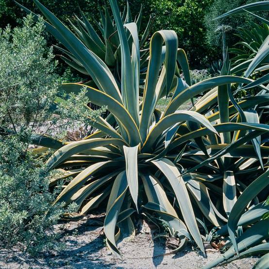 Agave americana 'Striata'