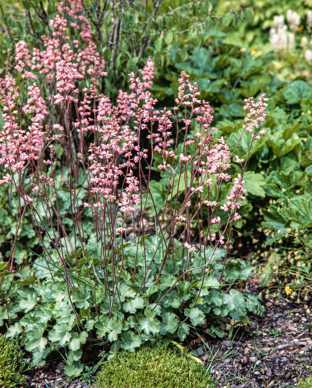 Heuchera brizoides 'Bouquet Rose' - Heuchère