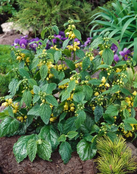 Lamium galeobdolon - Lamier