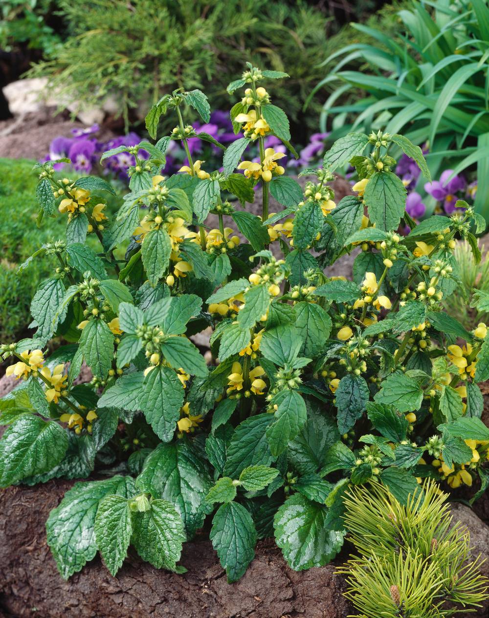 Lamium galeobdolon - Lamier