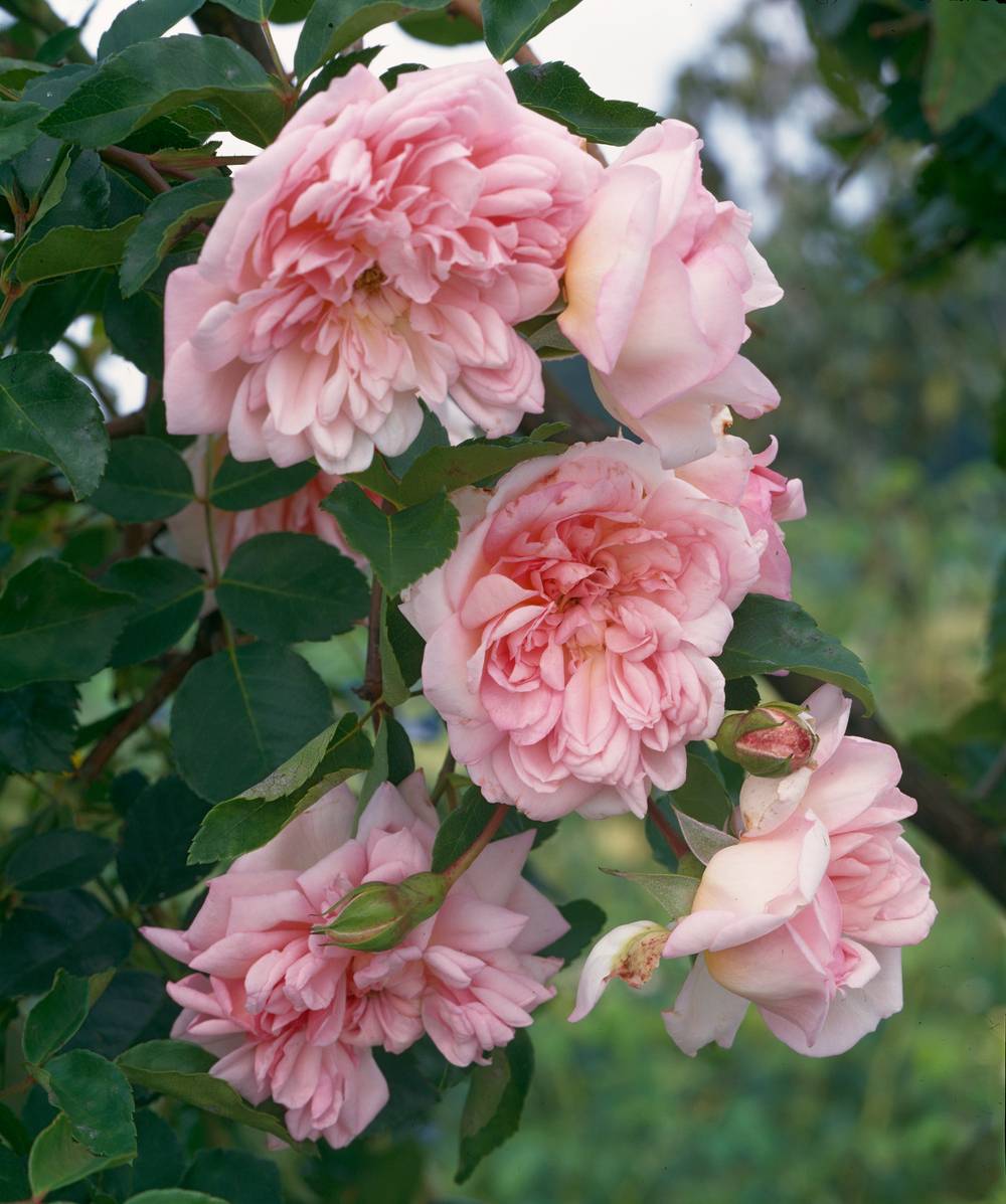 Rosier tige liane 'François Juranville'
