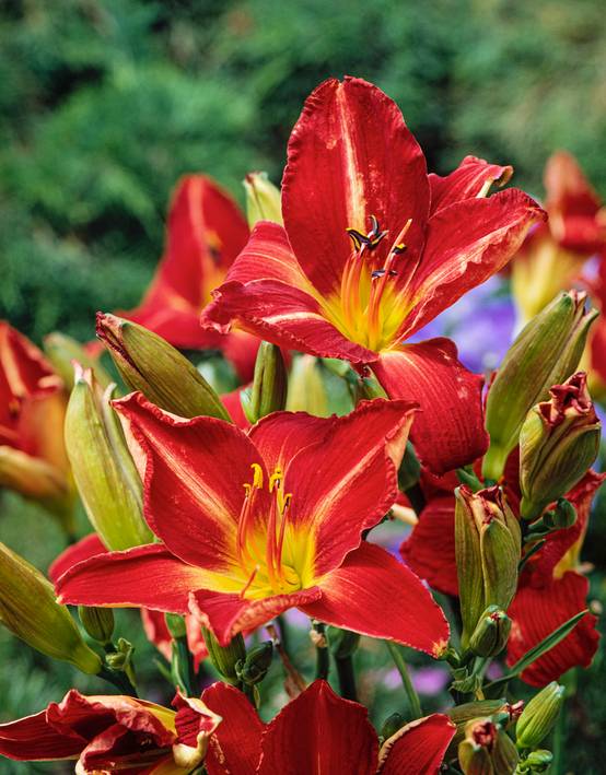 Hemerocallis 'Anzac' - Hémerocalle (Lys d'un jour)