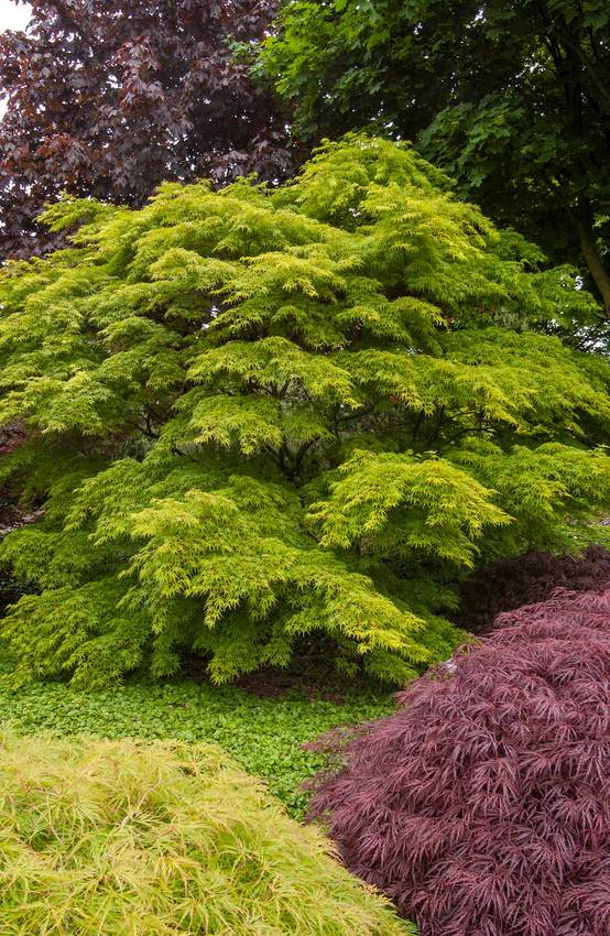 Acer palmatum 'Seiryu' - ECLOZ - Érable du Japon