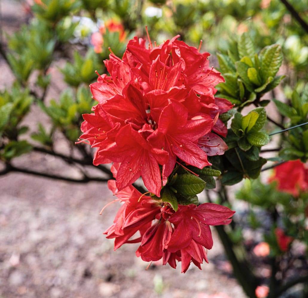 Azalea japonica 'Mrs Peter Koster' - Azalée du Japon