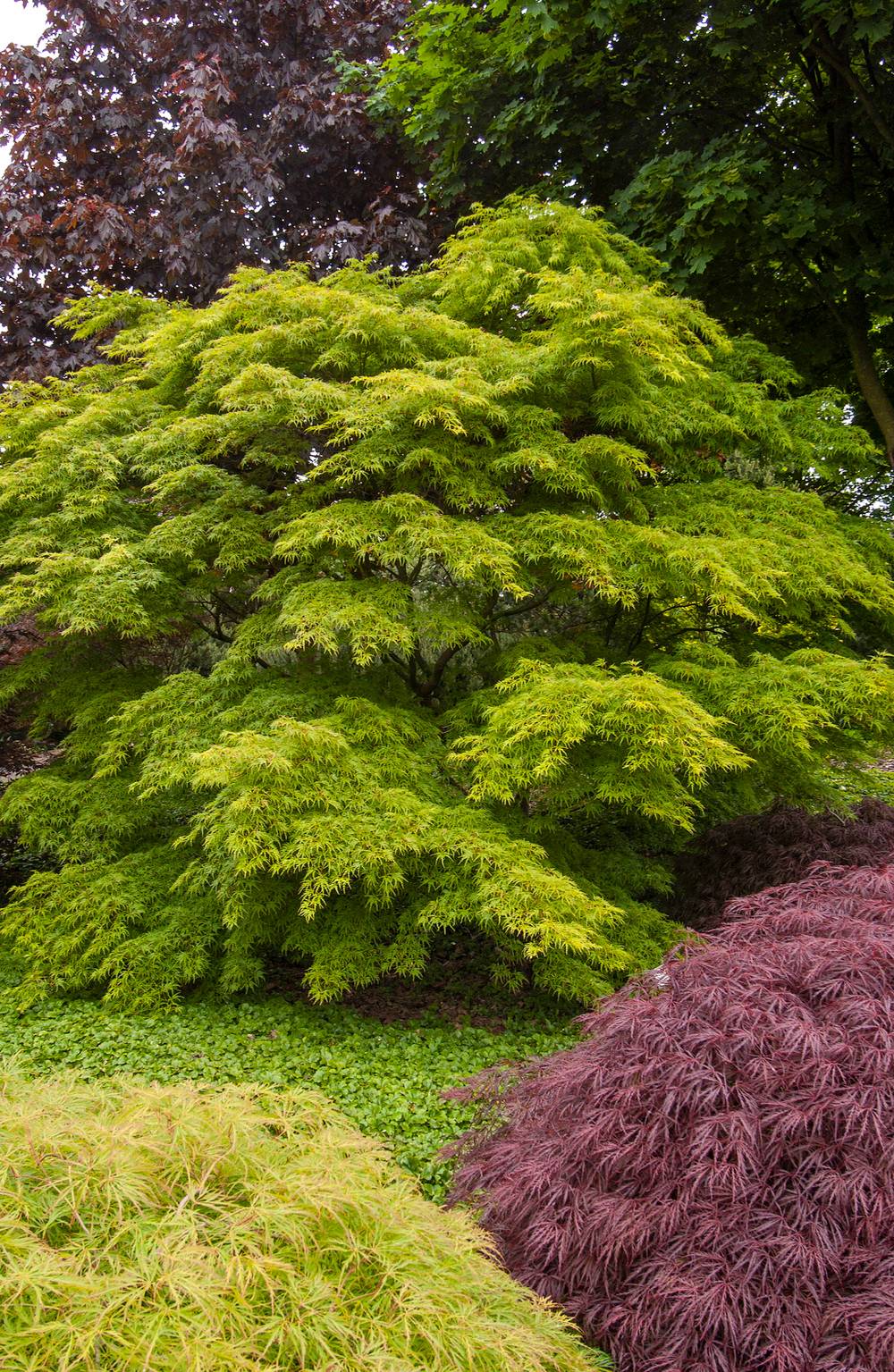 Acer palmatum 'Seiryu' - Érable du Japon
