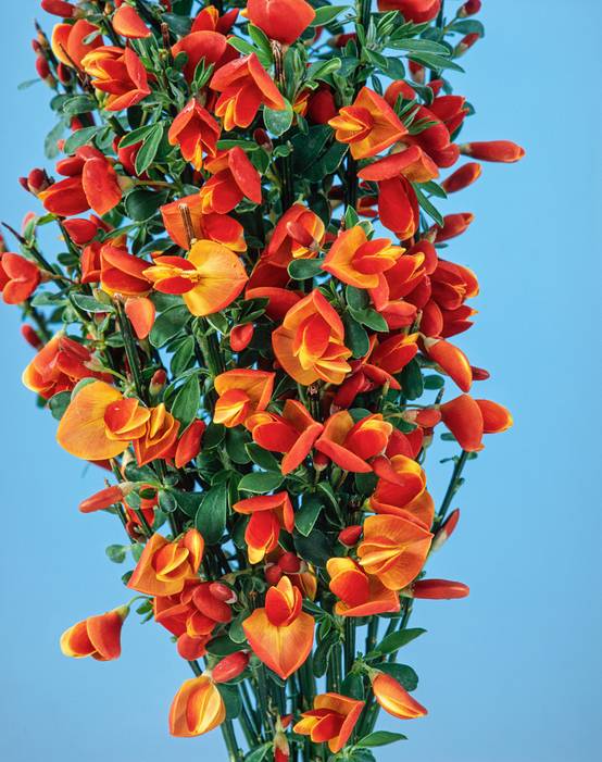 Cytisus scoparius 'Lena' - Genêt à balais