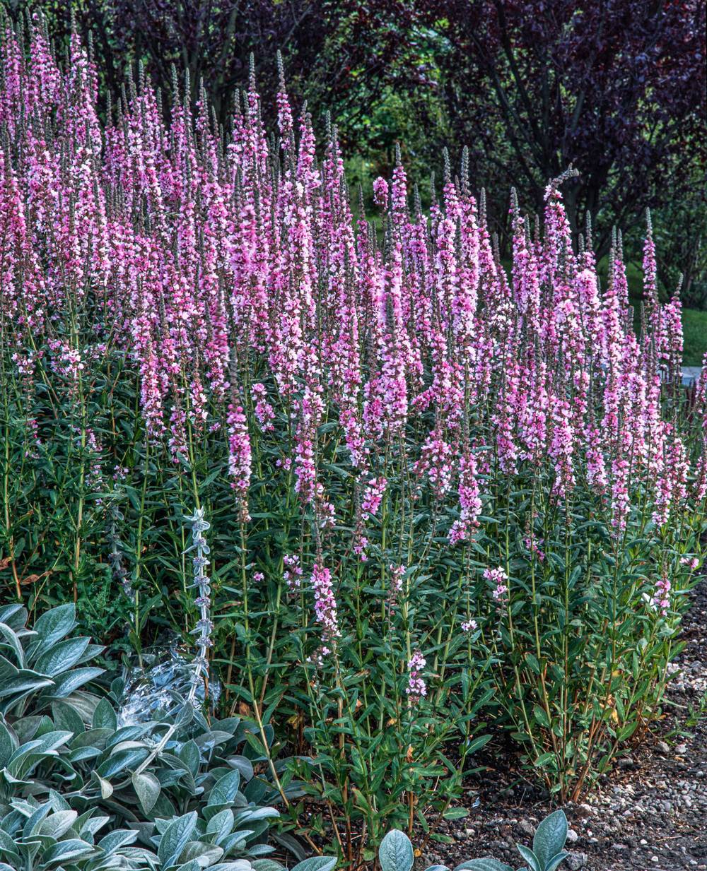 Lythrum salicaria 'Pink Blush' - Salicaire