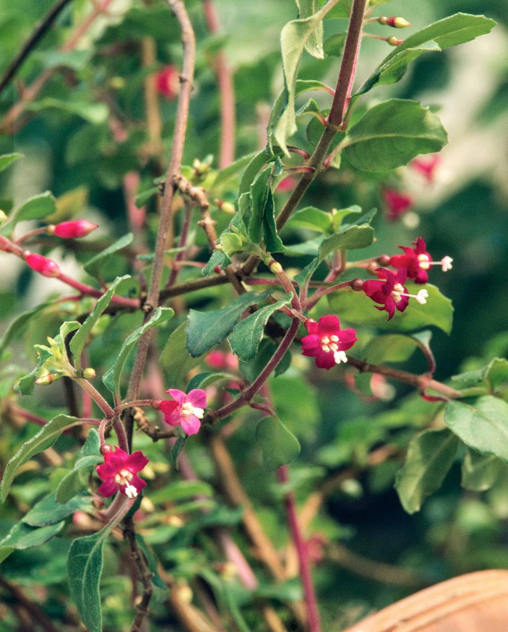 Fuchsia microphylla 'Superba'