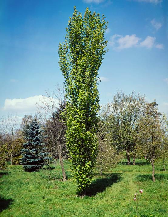 FAGUS sylvatica 'Dawyck' - Hêtre 'Dawyck'