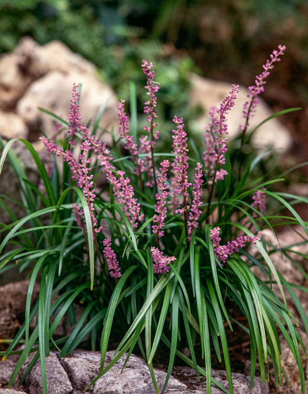 Liriope muscari 'Big Blue'